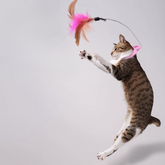 Cat Feather Collar Toys Interactive Kitten Teaser Toy