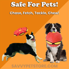 The Doggy Disc Ball | Make your pup happy