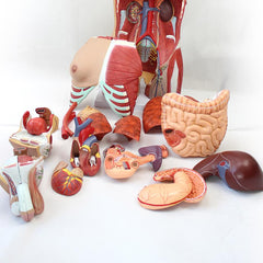 🎅Christmas Sale: 4D Human Organ Anatomy Assembly Model