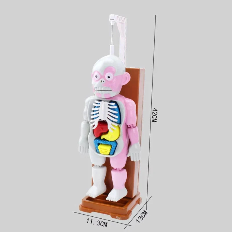 50% OFF | OrganCreepâ„?Creepy Model Of The Human Body