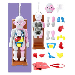 50% OFF | OrganCreepâ„?Creepy Model Of The Human Body