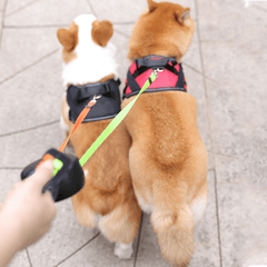 50% DISCOUNT | LumiPup - Double Wrap Dog Leash with Flashlight Last Day Discount