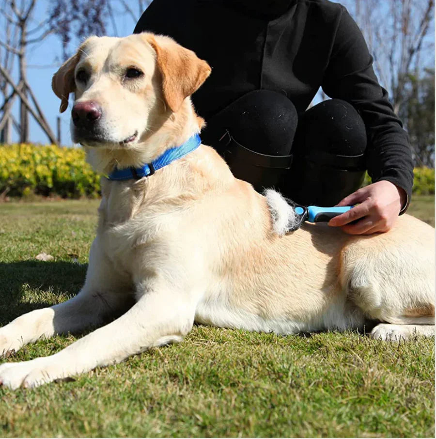 PetCleanâ„?handy pet hair remover