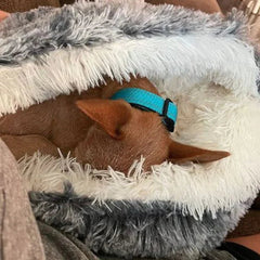 DreamBed | Pet Blanket
