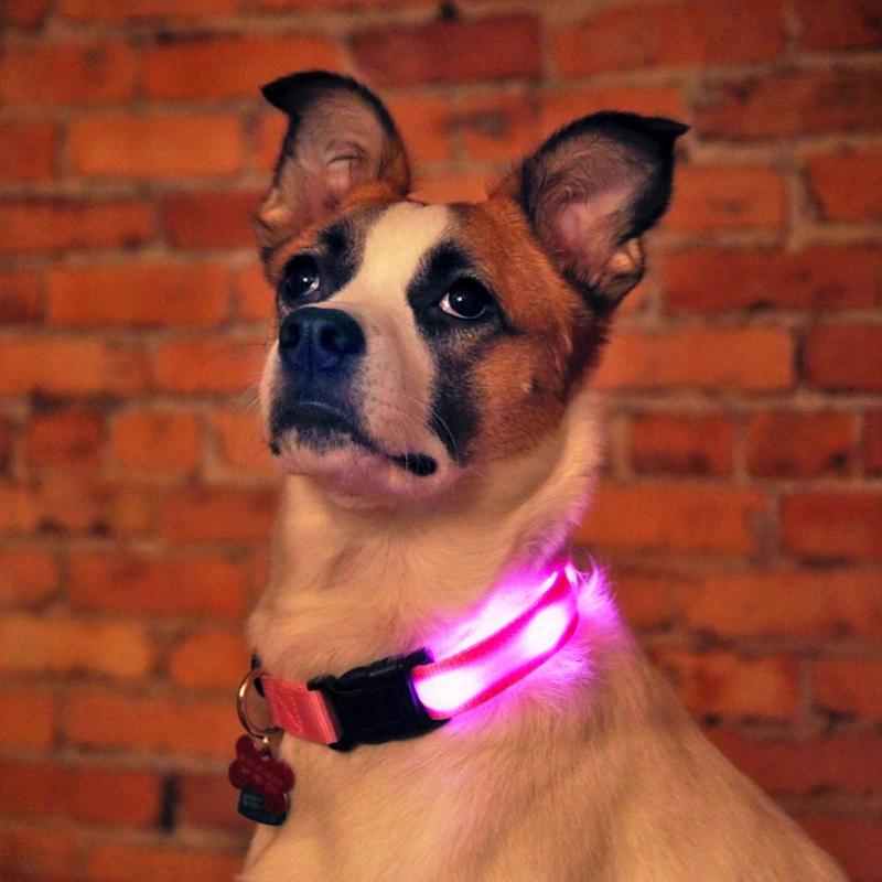 DogShineâ„?| LED collars for dogs